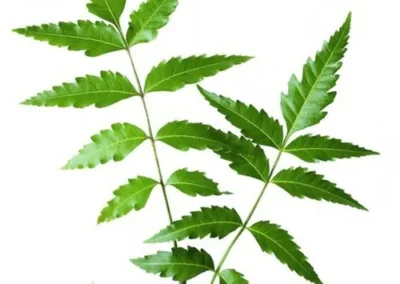 Hryaveppu. rosemary hair oil for hair growth.