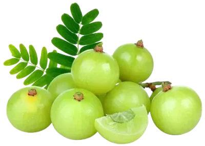 gooseberry with leafs for hair growth. rosemary hair oil for hair growth.