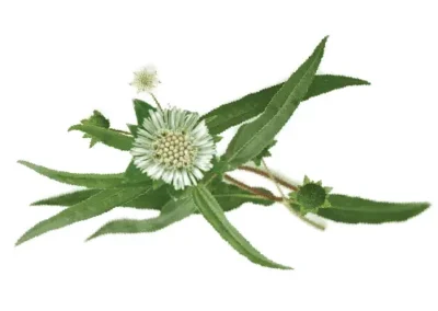 Brigaraj with flower for haire growth. rosemary hair oil for hair growth.