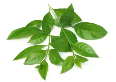 Hanna leafs. rosemary hair oil for hair growth.