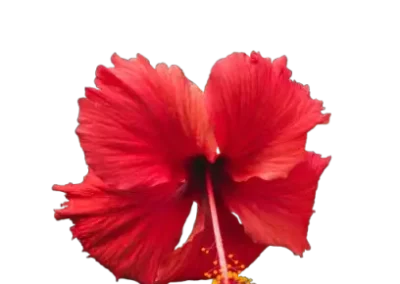 hibiscus flower. rosemary hair oil for hair growth.