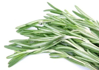 rosemary leafs. rosemary hair oil for hair growth.